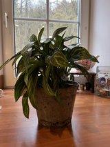 House Plant in Spangdahlem, Germany