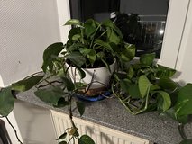 House Plant 2 in Spangdahlem, Germany