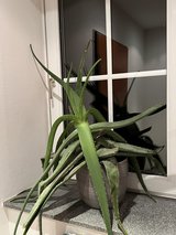 House Plant - Aloe in Spangdahlem, Germany