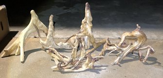 Cypress Knee Sculptures in Fort Polk, Louisiana