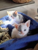 New years day kittens in Yucca Valley, California