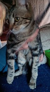 5 mths grey &black kitten in Yucca Valley, California