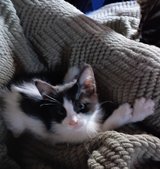2 male Tuxedo kittens. in Yucca Valley, California