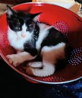 1 male Tuxedo kittens. in Yucca Valley, California