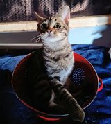 2 Tabby's kittens in Yucca Valley, California