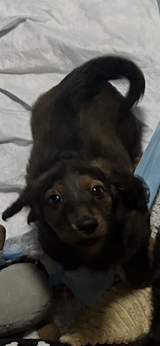 Miniature Longhaired Dachshund puppies in Little Rock, Arkansas