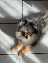 female Pomeranian spitz black merle in Ramstein, Germany