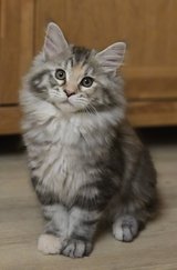 Purebred Maine Coon female kitten in Baumholder, GE