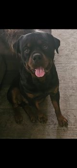 Akc male rottweiler in Fort Polk, Louisiana