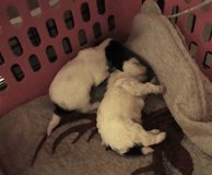 2 parti toy poodle puppies in Lawton, Oklahoma