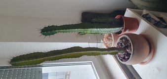 Cactus in Wiesbaden, GE