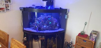 90 gallon/380 liter saltwater aquarium in Wiesbaden, GE