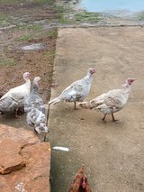 Hen turkey's in Fort Leonard Wood, Missouri