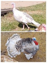 Blue palm turkey pair in Fort Leonard Wood, Missouri