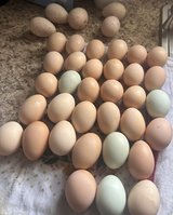 Fresh eggs in Fort Leonard Wood, Missouri