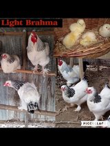 Light brahma chicks in Fort Polk, Louisiana
