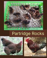 partridge rock chicks in Fort Polk, Louisiana