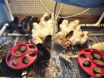 olive egger & heavy layer mixed chicks in Fort Polk, Louisiana