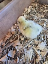 paint silkie chick in Fort Polk, Louisiana