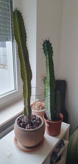 Cactus in Wiesbaden, GE