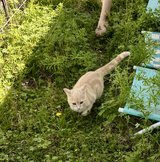 Kitten: Peach coloring with amber eyes. in Huntsville, Texas