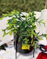 Cute fake plant in Alamogordo, New Mexico