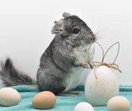 2-3 Year Old Standard Grey Male Chinchilla Up for Adoption -- "Powder" in Chicago, Illinois