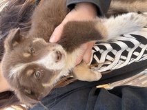 Aussie/Husky mix puppies in Alamogordo, New Mexico