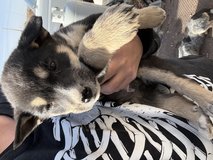 Aussie/Husky mix puppies in Alamogordo, New Mexico
