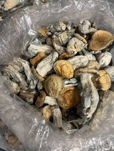 shroomz in Fort Huachuca, Arizona