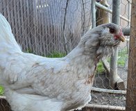 Lost chicken in Crocker in Fort Leonard Wood, Missouri