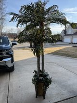 Potted indoor tree in Aurora, Illinois