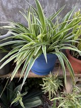 Spider plant in Okinawa, Japan