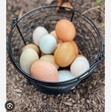 Fresh Eggs in Beaufort, South Carolina