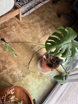 monstera in Okinawa, Japan