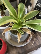 spider plant in Okinawa, Japan