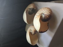 Large Nautilus Shell Set (3) – 16–18 cm Natural Sea Shell Décor in Okinawa, Japan