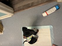 Mixed dachshund puppy in Camp Lejeune, North Carolina