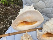 Extra Large Conch Shell (~35 cm) – Statement Coastal Decor in Okinawa, Japan