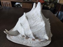 Large Natural Conch Shell (~35 cm) – Coastal / Nautical Decor in Okinawa, Japan