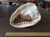 Large natural conch shell in excellent display condition. Slightly smaller than the largest piec... in Okinawa, Japan