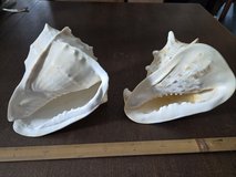 Set of 2 Large Conch Shells (Mid-Size) – Coastal Decor in Okinawa, Japan