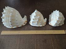 Assorted Conch Shell Set (Small) – Coastal Decor / Craft Use in Okinawa, Japan