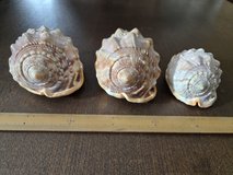 Set of 3 Helmet Shells – Matching Coastal Decor Collection in Okinawa, Japan