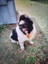 New Founlander in Camp Lejeune, North Carolina