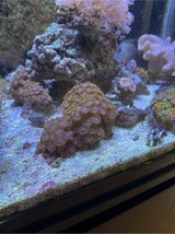 Rock of zoa coral in Okinawa, Japan