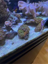 rock of zoas three types in Okinawa, Japan