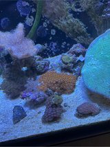 rock of mango zoas in Okinawa, Japan
