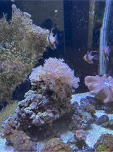 rock of zenia coral moving polyps in Okinawa, Japan
