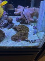 rock of gorilla zoas in Okinawa, Japan